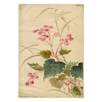 Chinese Begonia Flowers – Original mid-C19th Qing Dynasty watercolour painting