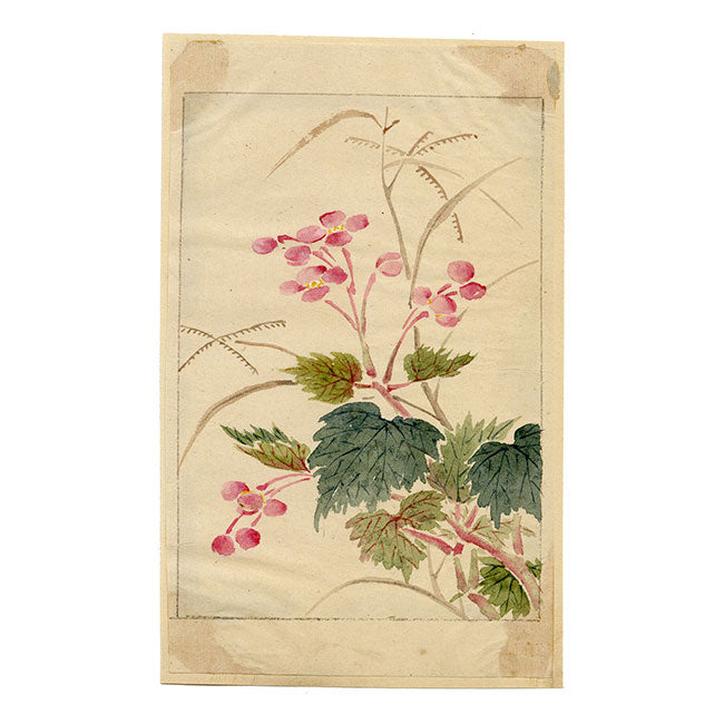 Flores de begonia chinas: acuarela original de mediados del siglo XIX de la dinastía Qing