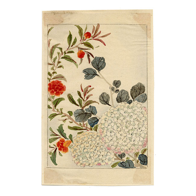 Fiore di ortensia cinese – Dipinto ad acquerello originale della dinastia Qing, metà del XIX secolo