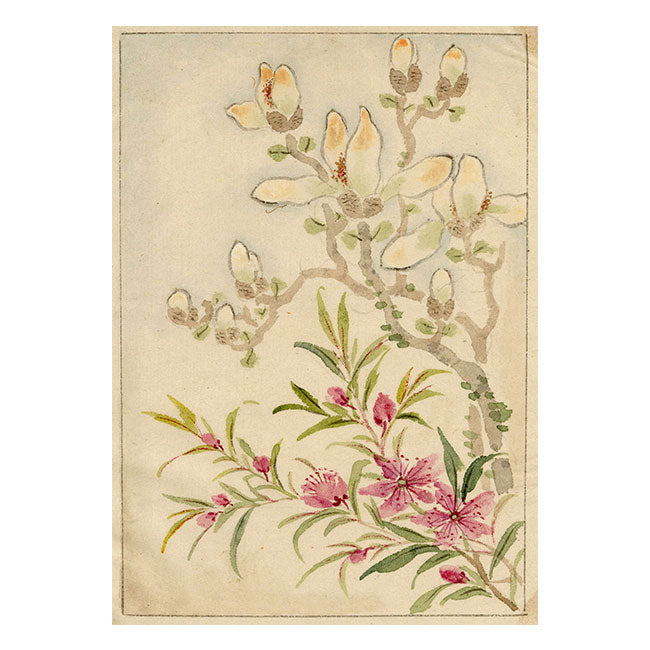 Chinese Magnolia Flowers – Original mid-C19th Qing Dynasty watercolour painting