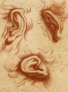 After Charles Le Brun, Physiognomy Study of Ears – 18th-century chalk drawing