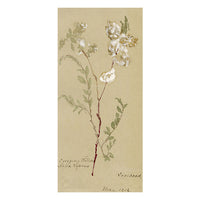 Creeping Willow (Salix repens), Verwood, Dorset – 1912 watercolour painting