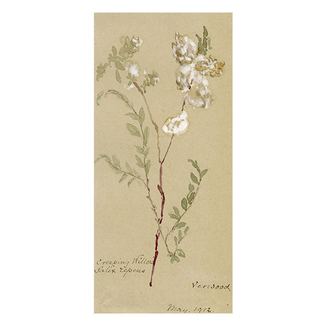 Creeping Willow (Salix repens), Verwood, Dorset – 1912 watercolour painting