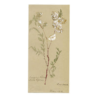 Salice strisciante (Salix repens), Verwood, Dorset – acquerello del 1912