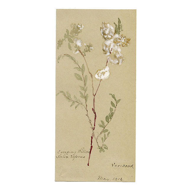 Salice strisciante (Salix repens), Verwood, Dorset – acquerello del 1912