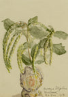 Silk Tassel Bush Flower, Verwood, Dorset – 1913 watercolour painting