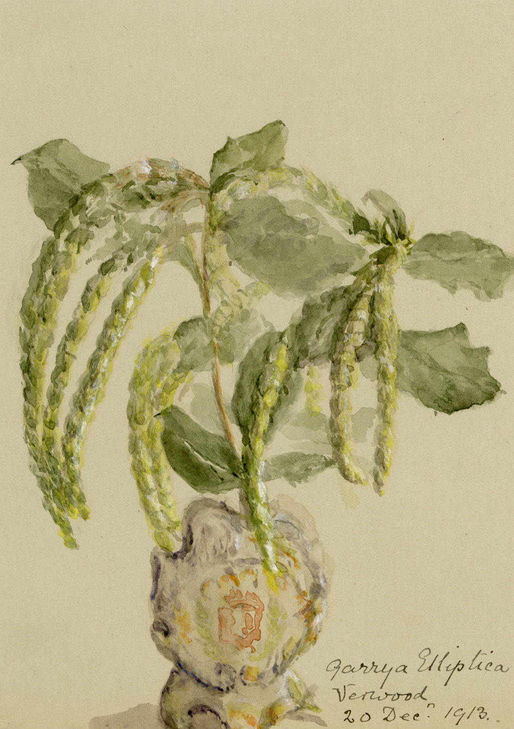 Silk Tassel Bush Flower, Verwood, Dorset – 1913 watercolour painting