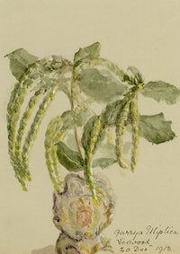 Silk Tassel Bush Flower, Verwood, Dorset – 1913 watercolour painting