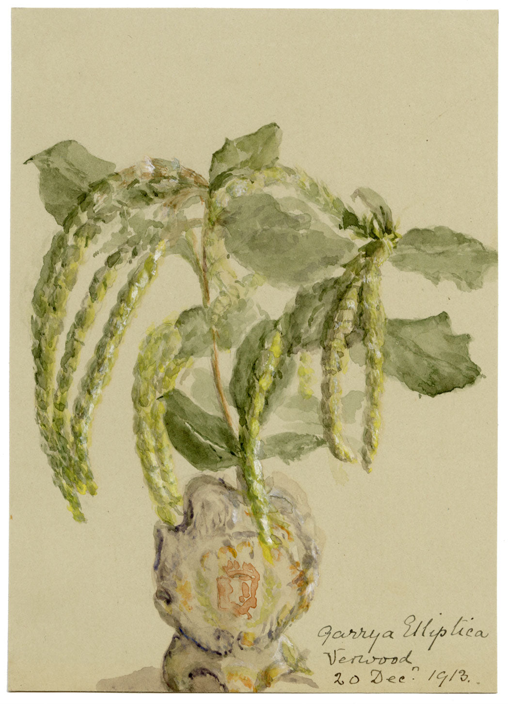 Silk Tassel Bush Flower, Verwood, Dorset – 1913 watercolour painting