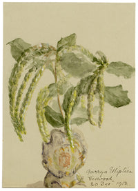 Silk Tassel Bush Flower, Verwood, Dorset – 1913 watercolour painting