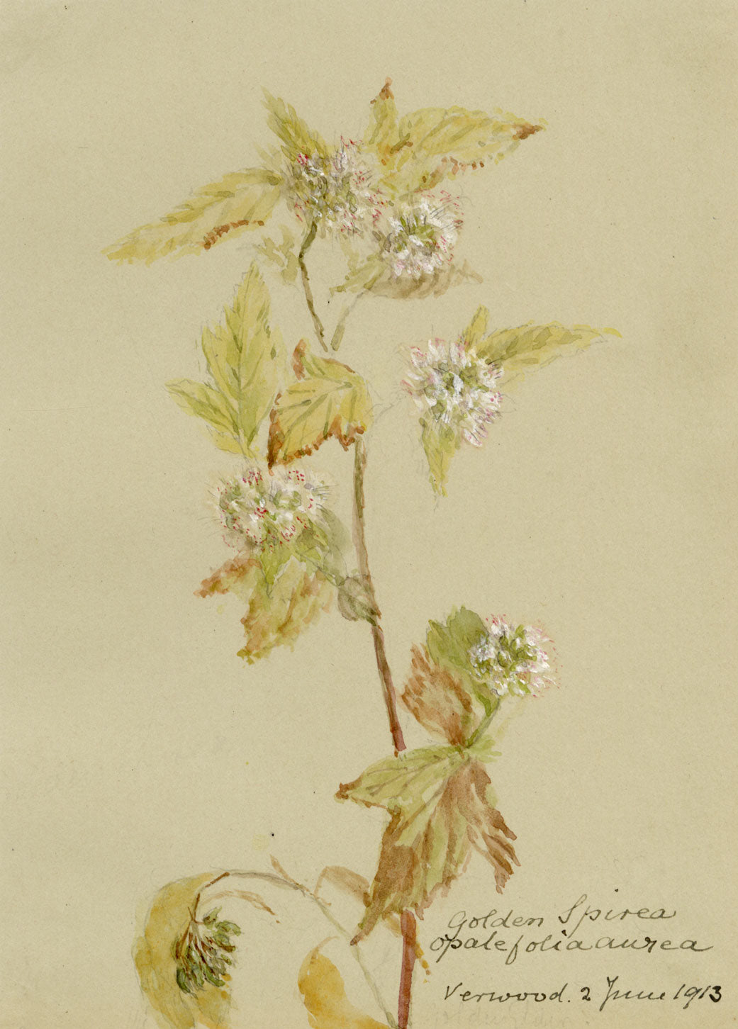 Golden Spiraea Flower, Verwood, Dorset – Original 1913 watercolour painting