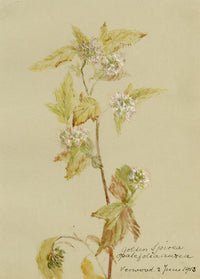 Golden Spiraea Flower, Verwood, Dorset – Original 1913 watercolour painting