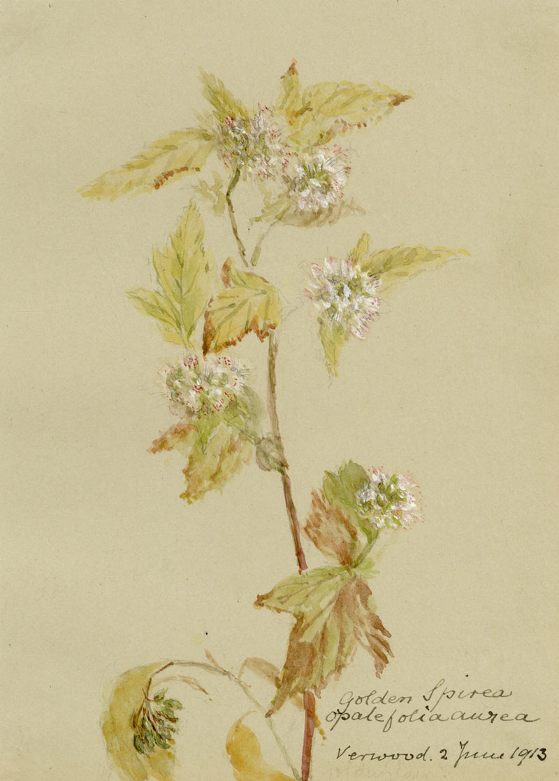Golden Spiraea Flower, Verwood, Dorset – Original 1913 watercolour painting
