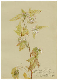 Golden Spiraea Flower, Verwood, Dorset – Original 1913 watercolour painting
