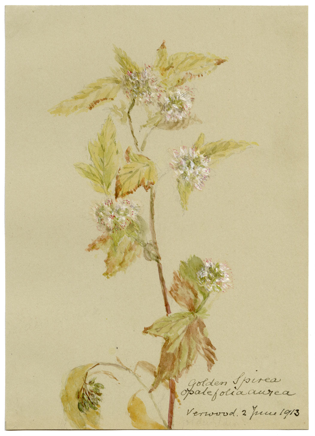 Golden Spiraea Flower, Verwood, Dorset – Original 1913 watercolour painting