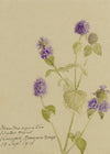 Water Mint (Mentha aquatica) Flower, Verwood, Dorset – 1915 watercolour painting