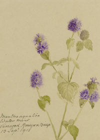 Water Mint (Mentha aquatica) Flower, Verwood, Dorset – 1915 watercolour painting