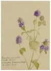 Water Mint (Mentha aquatica) Flower, Verwood, Dorset – 1915 watercolour painting