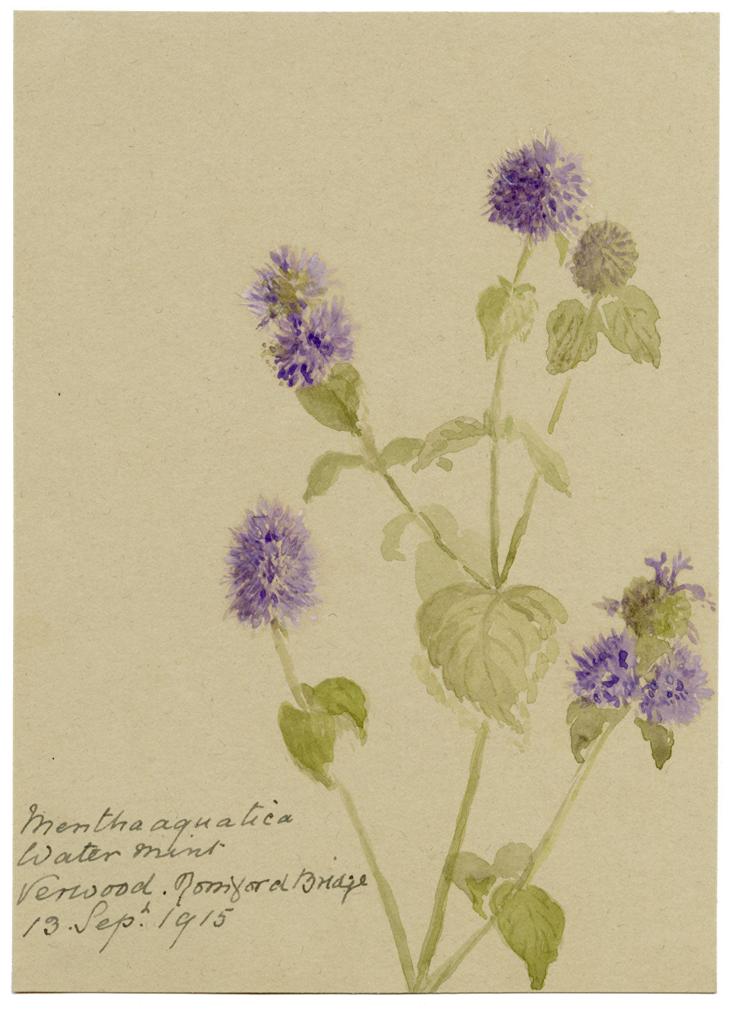 Water Mint (Mentha aquatica) Flower, Verwood, Dorset – 1915 watercolour painting