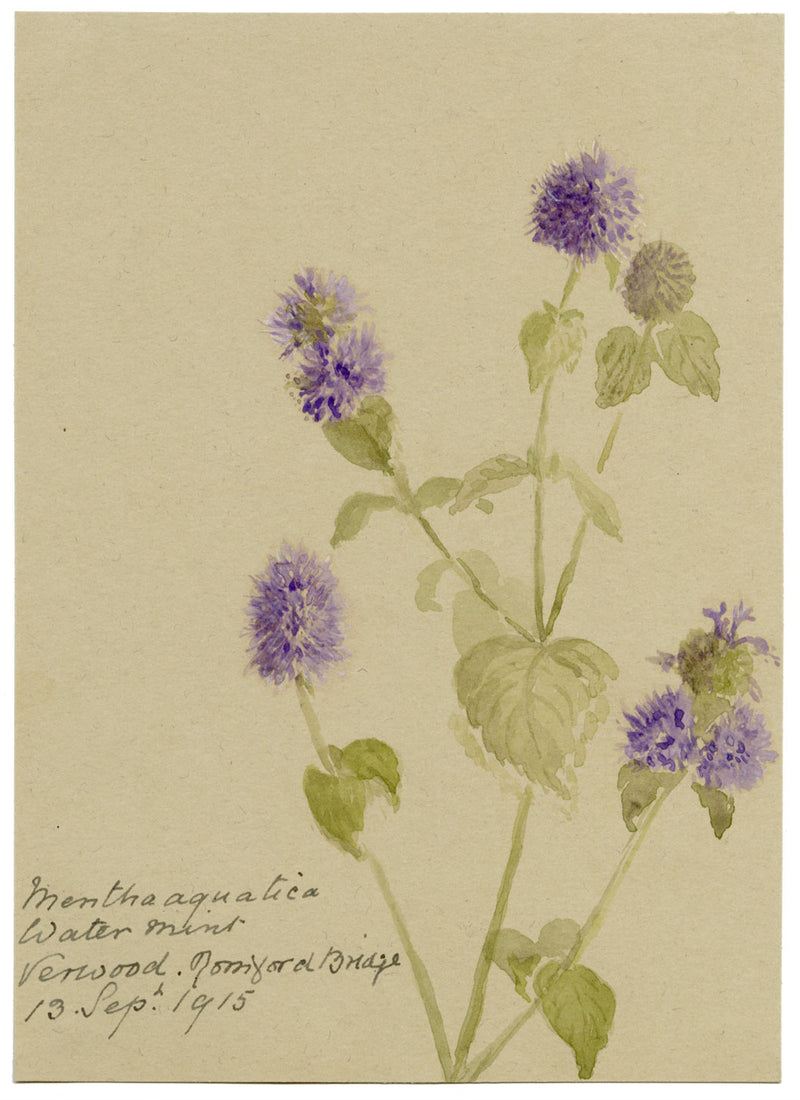 Water Mint (Mentha aquatica) Flower, Verwood, Dorset – 1915 watercolour painting