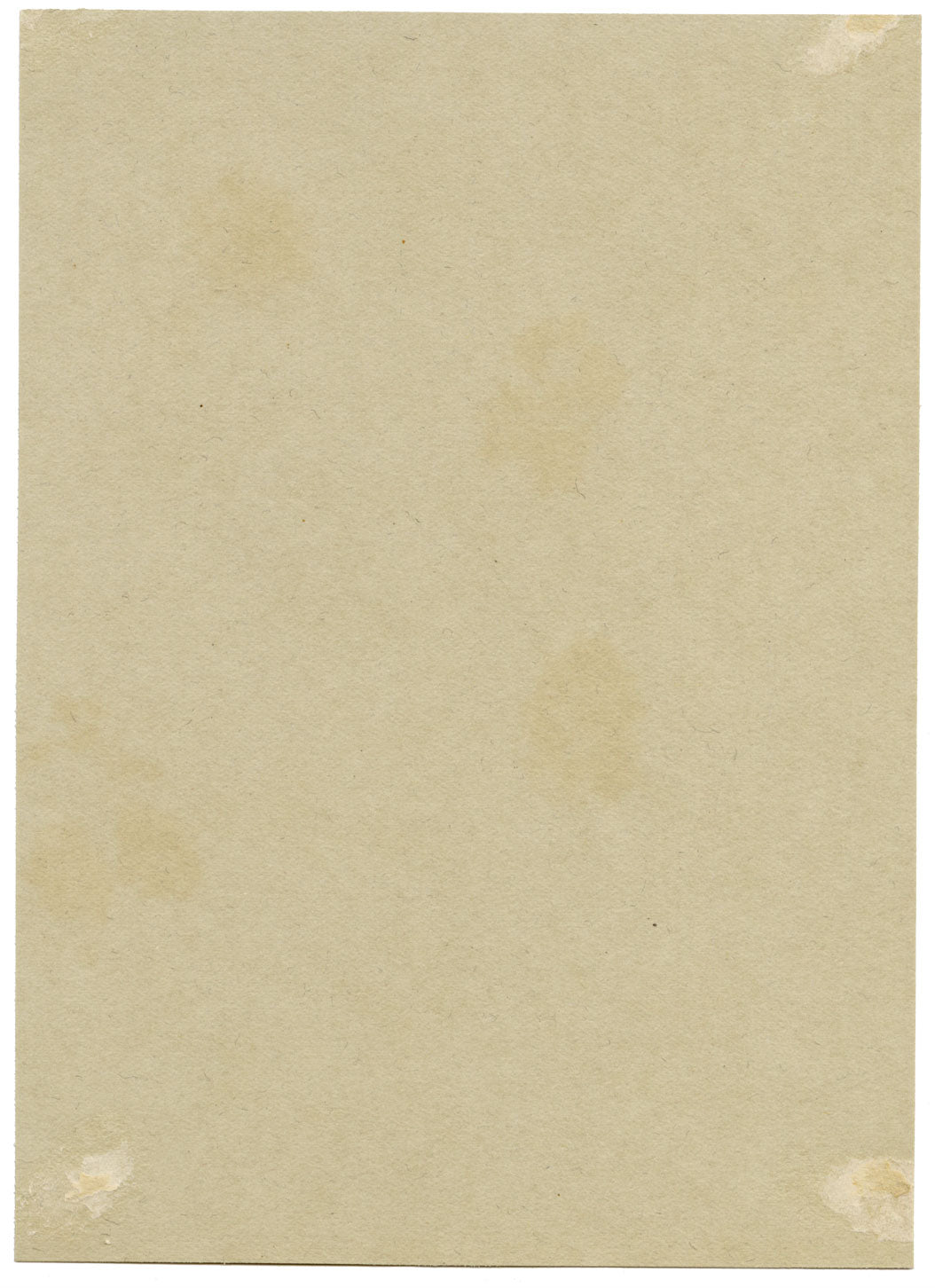 Water Mint (Mentha aquatica) Flower, Verwood, Dorset – 1915 watercolour painting