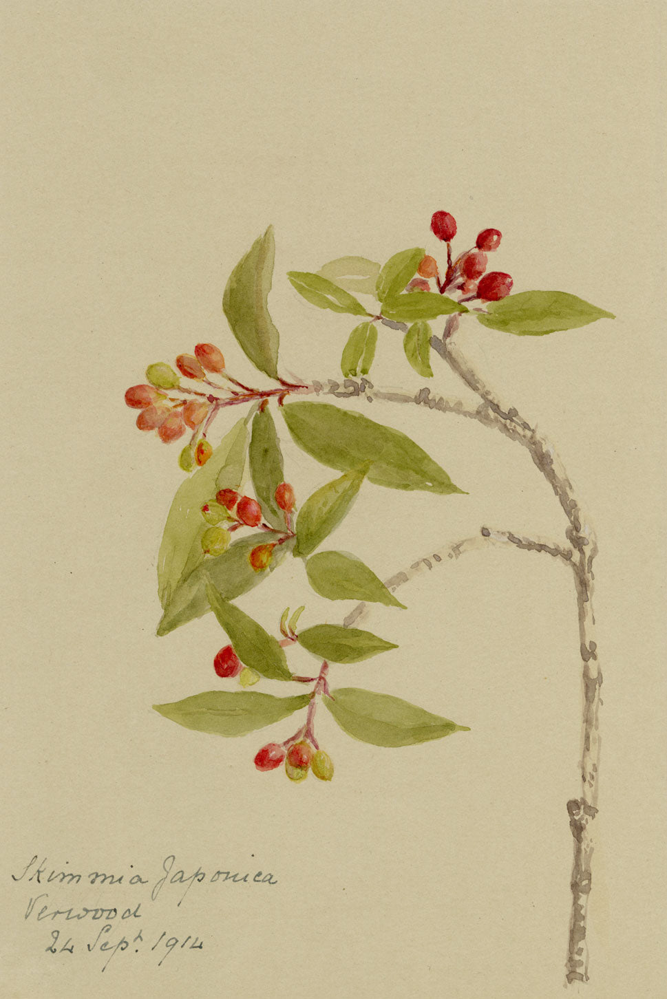 Japanese Skimmia Flower, Verwood, Dorset – 1914 watercolour painting