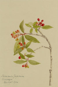 Japanese Skimmia Flower, Verwood, Dorset – 1914 watercolour painting