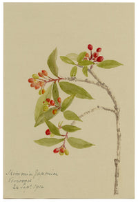 Fiore di Skimmia giapponese, Verwood, Dorset – acquerello del 1914