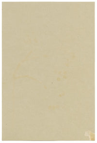 Fiore di Skimmia giapponese, Verwood, Dorset – acquerello del 1914