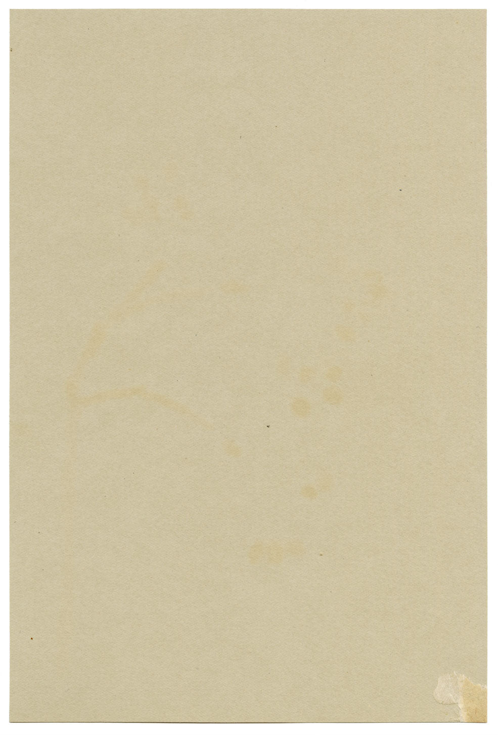 Fiore di Skimmia giapponese, Verwood, Dorset – acquerello del 1914