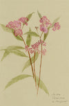 Pink Spirea Flower, Verwood, Dorset – Original 1913 watercolour painting