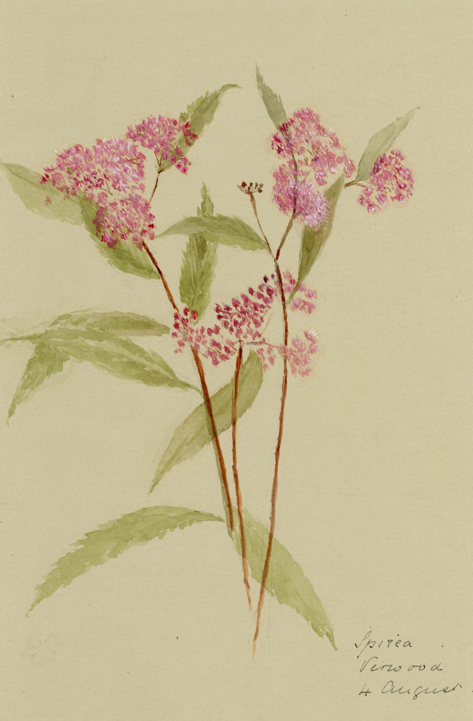 Pink Spirea Flower, Verwood, Dorset – Original 1913 watercolour painting