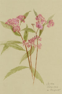 Pink Spirea Flower, Verwood, Dorset – Original 1913 watercolour painting