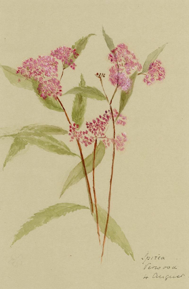 Pink Spirea Flower, Verwood, Dorset – Original 1913 watercolour painting