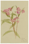 Pink Spirea Flower, Verwood, Dorset – Original 1913 watercolour painting
