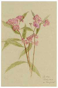 Pink Spirea Flower, Verwood, Dorset – Original 1913 watercolour painting