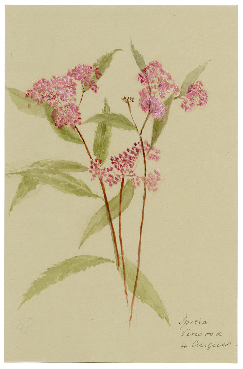 Pink Spirea Flower, Verwood, Dorset – Original 1913 watercolour painting