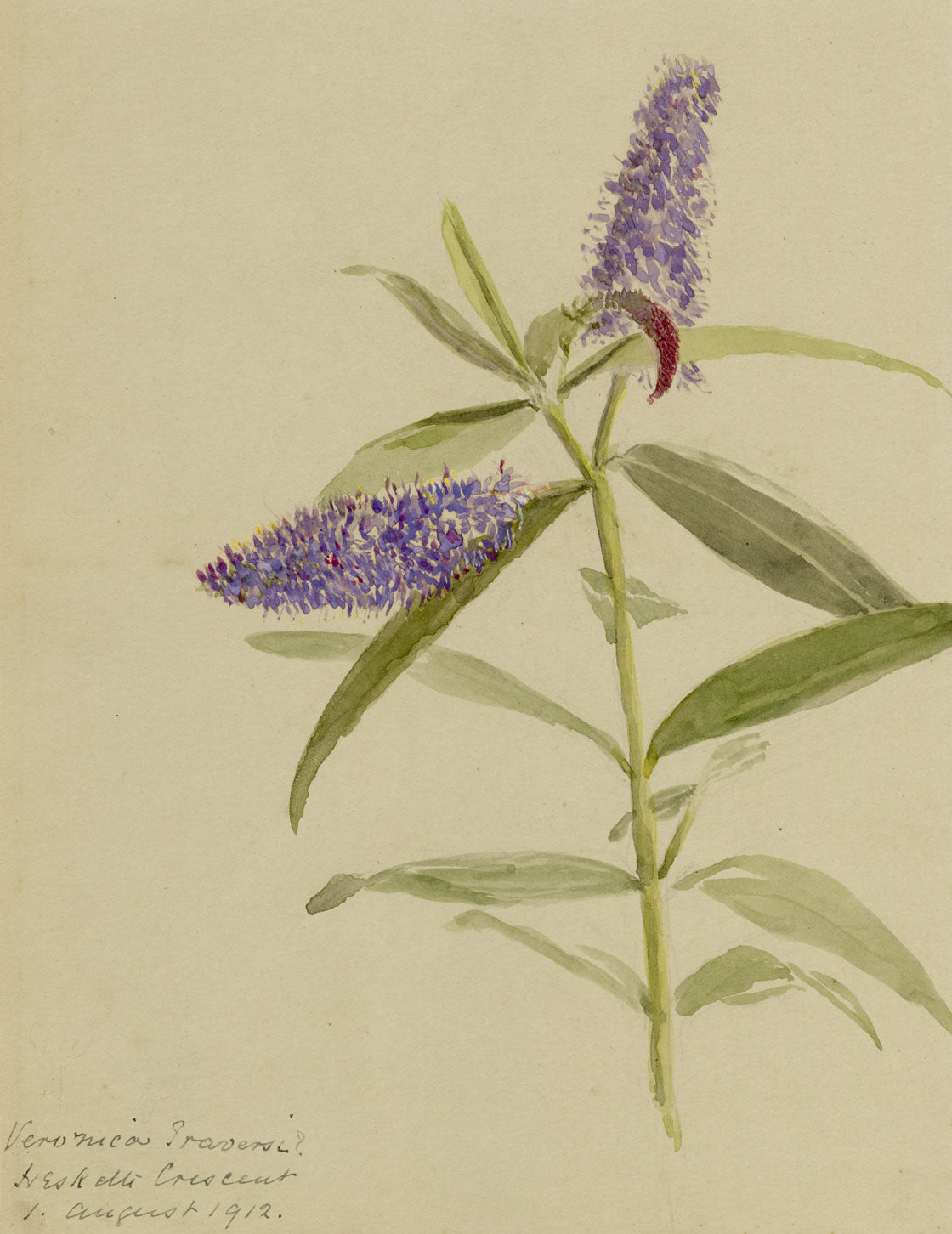 Speedwell Flower, Hesketh Crescent, Torquay, Devon – 1912 watercolour painting