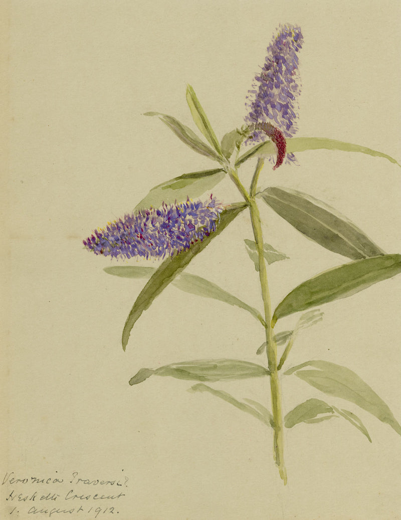 Speedwell Flower, Hesketh Crescent, Torquay, Devon – 1912 watercolour painting