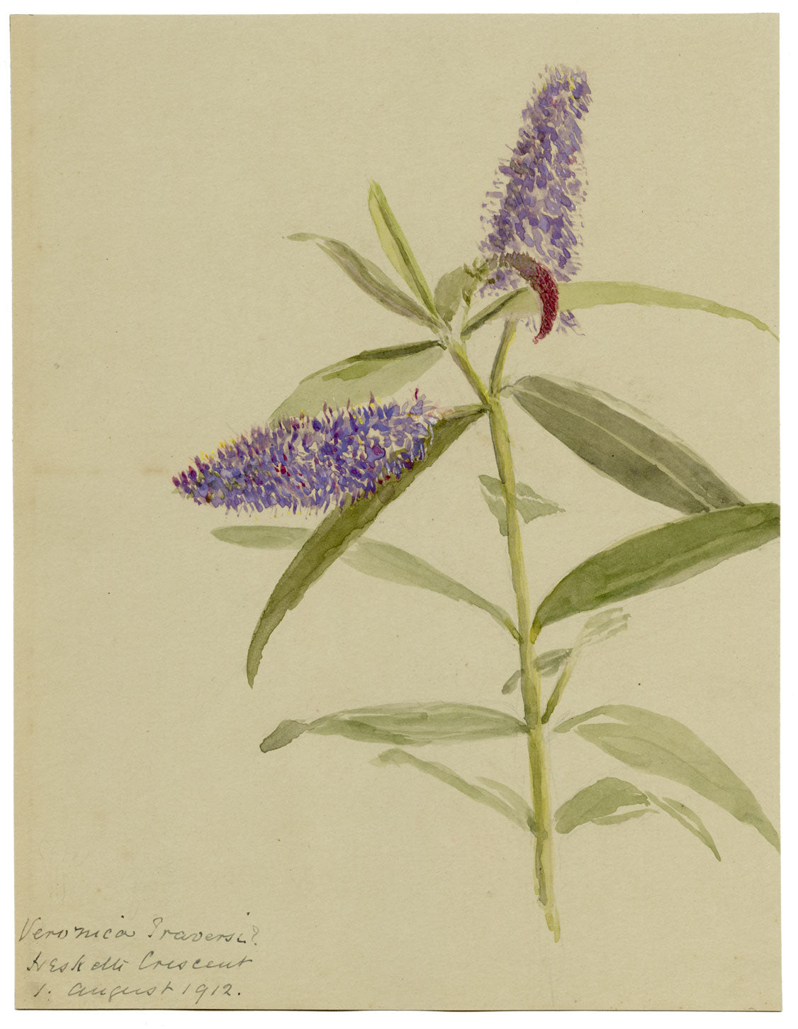 Speedwell Flower, Hesketh Crescent, Torquay, Devon – 1912 watercolour painting