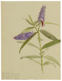 Speedwell Flower, Hesketh Crescent, Torquay, Devon – 1912 watercolour painting