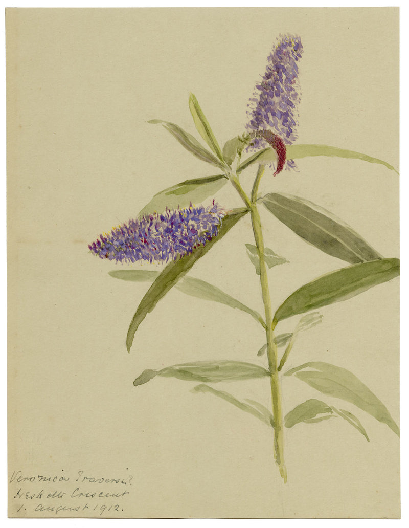 Speedwell Flower, Hesketh Crescent, Torquay, Devon – 1912 watercolour painting