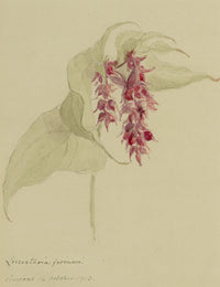 Pheasant Berry Flower, Verwood, Dorset – 1913 watercolour painting