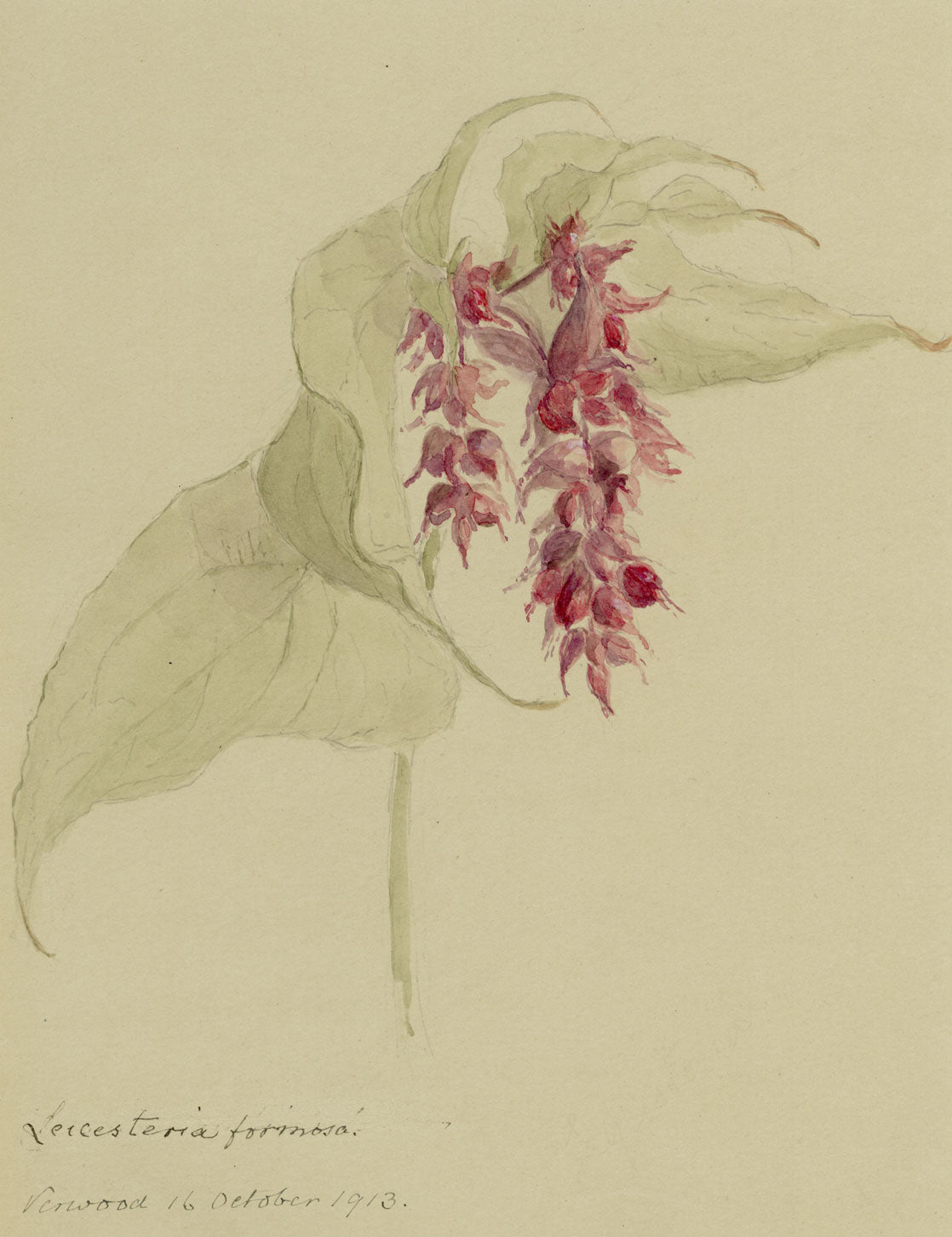 Pheasant Berry Flower, Verwood, Dorset – 1913 watercolour painting