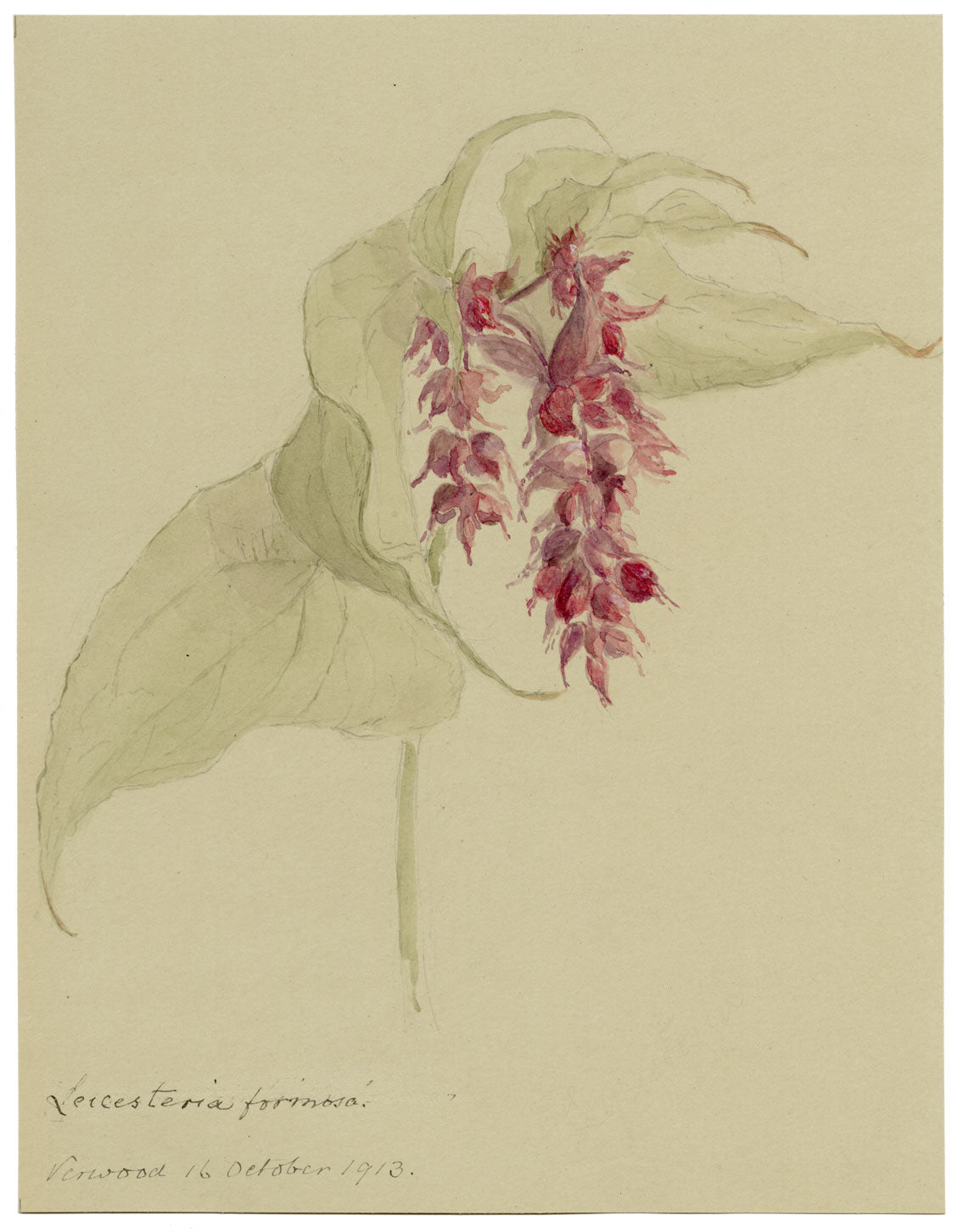 Pheasant Berry Flower, Verwood, Dorset – 1913 watercolour painting