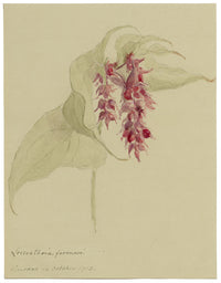 Pheasant Berry Flower, Verwood, Dorset – 1913 watercolour painting