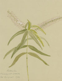 White Speedwell Flower, Meadfoot Woods, Torquay Devon –1912 watercolour painting