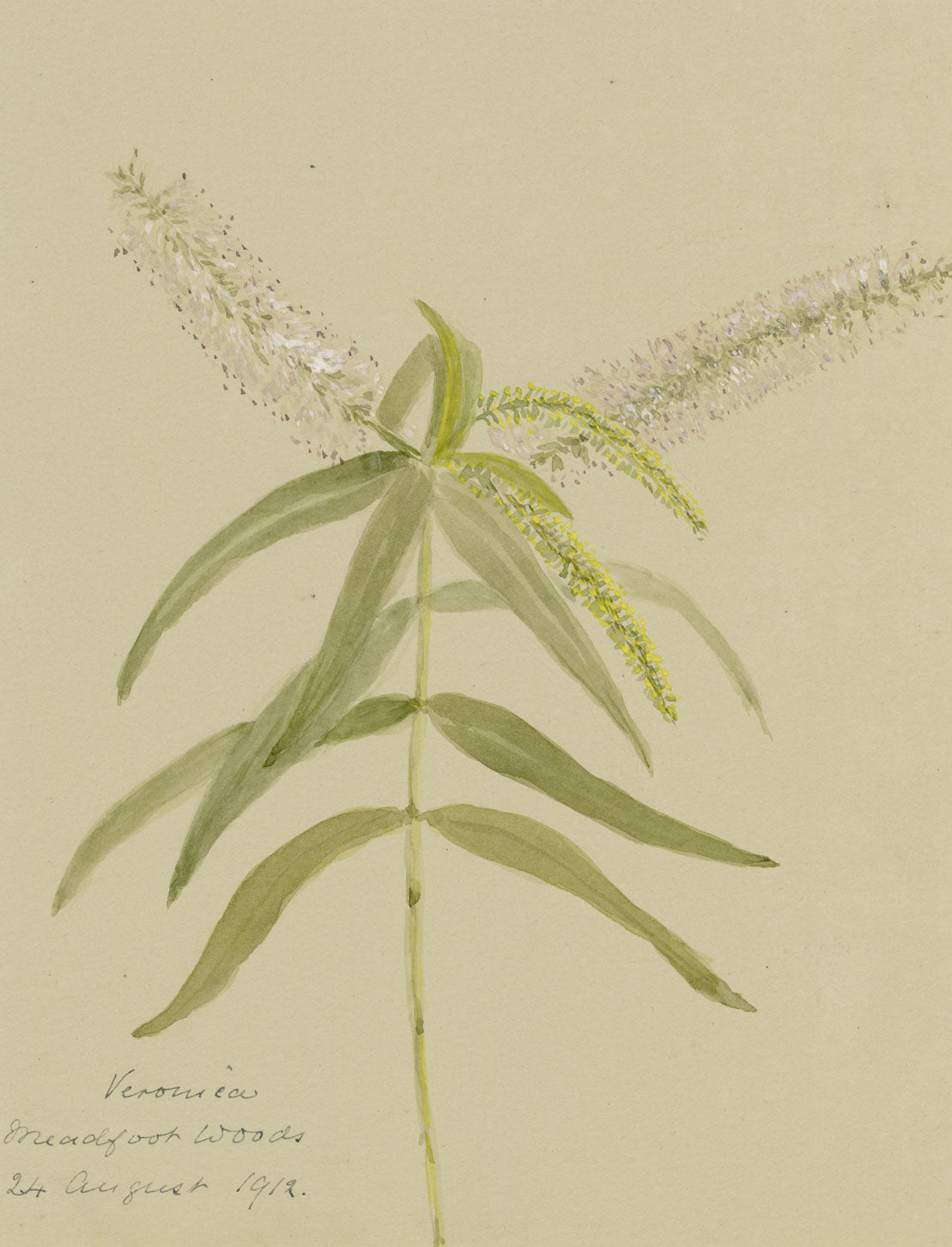 White Speedwell Flower, Meadfoot Woods, Torquay Devon –1912 watercolour painting