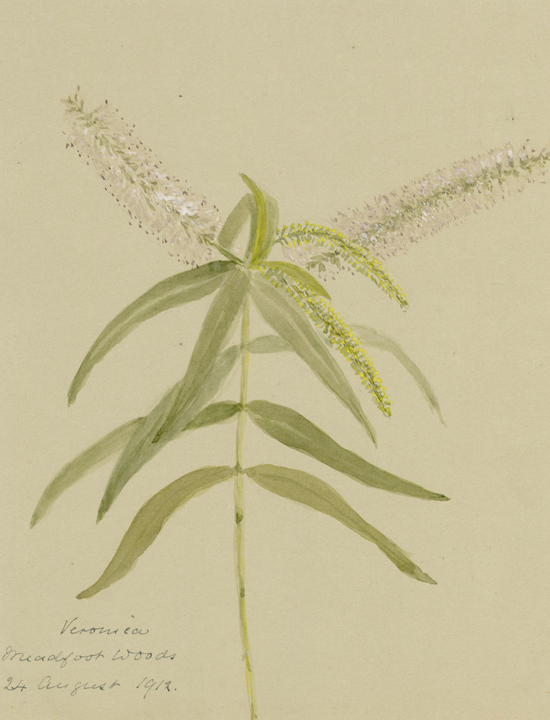 White Speedwell Flower, Meadfoot Woods, Torquay Devon –1912 watercolour painting