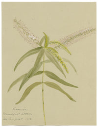 White Speedwell Flower, Meadfoot Woods, Torquay Devon –1912 watercolour painting